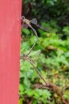 Chalcolestes viridis