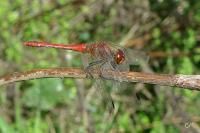 Sympetrum sanguineum