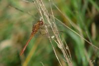 Sympetrum meridionale