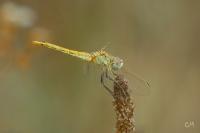 Sympetrum fonscolombii
