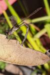 Chalcolestes viridis