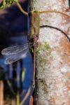 Chalcolestes viridis