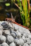 Sympetrum striolatum