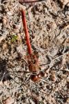 Sympetrum sanguineum