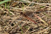 Sympetrum meridionale