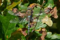 Aeshna mixta