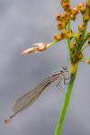 Ischnura elegans