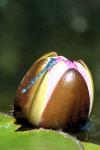 Erythromma lindenii