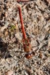 Sympetrum sanguineum