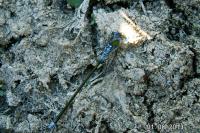 Lestes sponsa