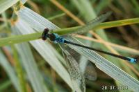 Erythromma viridulum