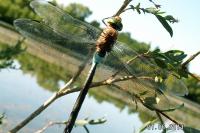 Anax parthenope