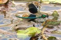 Calopteryx splendens