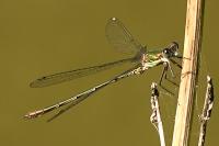 Chalcolestes viridis