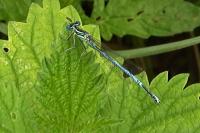 Platycnemis pennipes