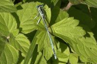 Platycnemis pennipes