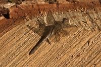 Sympetrum meridionale