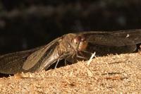 Sympetrum meridionale