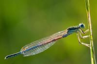 Platycnemis pennipes