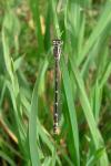 Enallagma cyathigerum