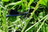 Calopteryx splendens