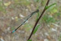 Coenagrion scitulum