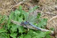 Orthetrum brunneum