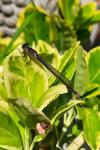 Ischnura elegans