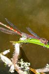 Pyrrhosoma nymphula