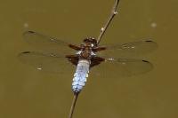 Libellula depressa