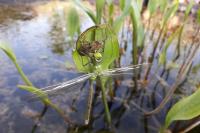 Anax imperator