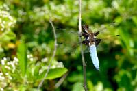 Libellula depressa