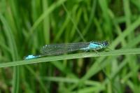 Ischnura elegans