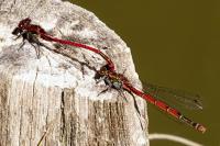 Pyrrhosoma nymphula