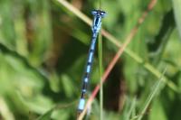 Enallagma cyathigerum