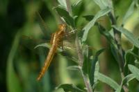 Crocothemis erythraea