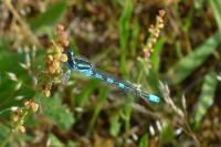 Coenagrion scitulum