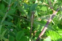 Orthetrum albistylum
