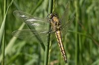 Orthetrum cancellatum