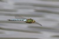 Anax imperator