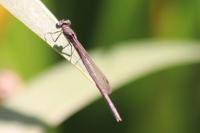 Sympecma fusca