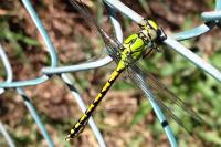 Ophiogomphus cecilia