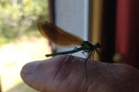 Calopteryx splendens caprai