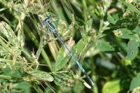 Platycnemis pennipes