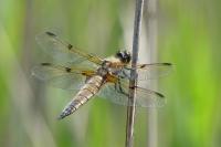 Libellula quadrimaculata