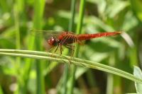 Crocothemis erythraea