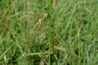 Lestes barbarus