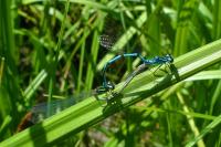 Coenagrion puella