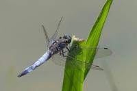 Orthetrum cancellatum