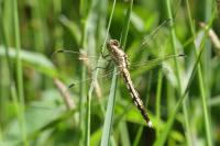 Orthetrum albistylum